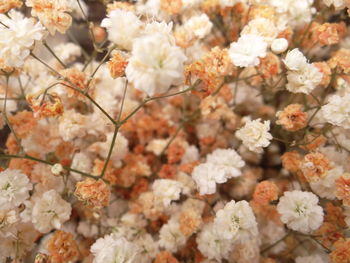 Full frame shot of white flowering plants