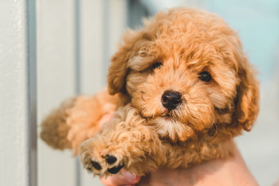 Close-up portrait of dog at home