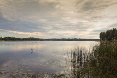 A lonely duck gets scared and takes off at a lake on a beautiful summer morning.