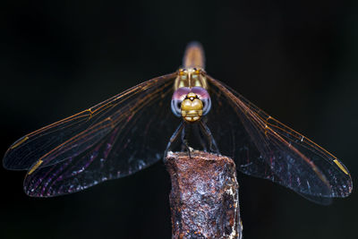 Close-up of dragonfly over black background