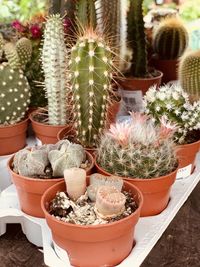 Potted plants in yard