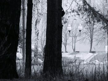 Bare trees on landscape