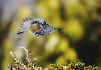 Close-up of bird flying