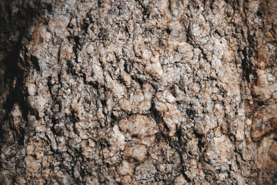 Full frame shot of tree trunk