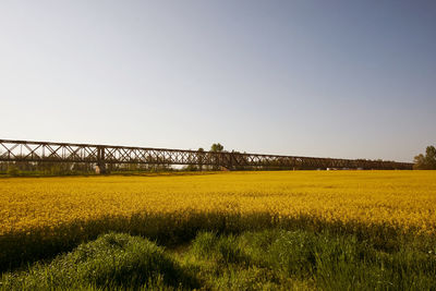 Yellow flowers growing on field against clear sky