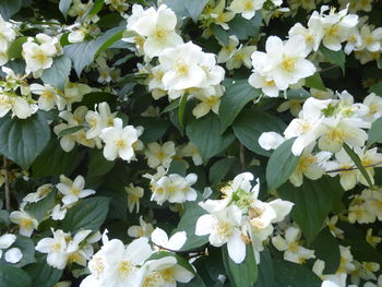 Close-up of white flowering plants