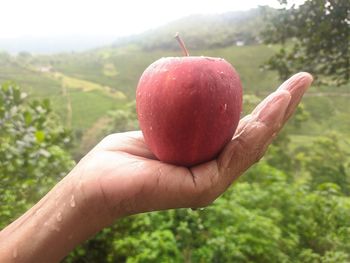 Close-up of hand holding apple