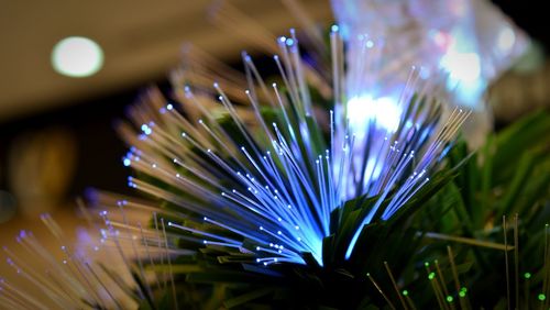 Close-up of plant against blurred background