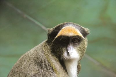 Close-up of monkey looking away outdoors