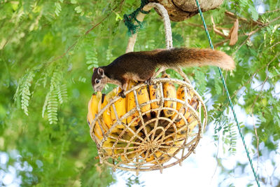 Side view of a reptile on tree