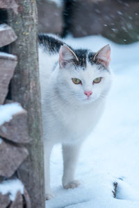 White cat hiding near a pile of wood in the winter