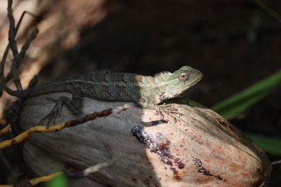 Close-up of lizard