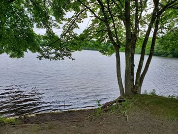 Scenic view of lake in forest