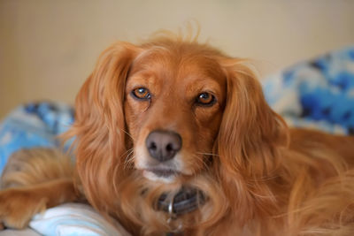 Close-up portrait of a dog at home