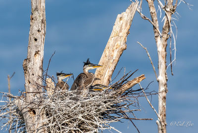 Low angle view of bird perching on tree against sky