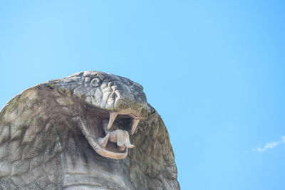 Low angle view of a turtle against the sky