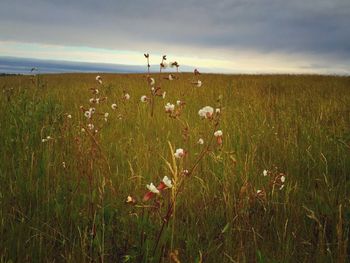 Scenic view of grassy field against cloudy sky