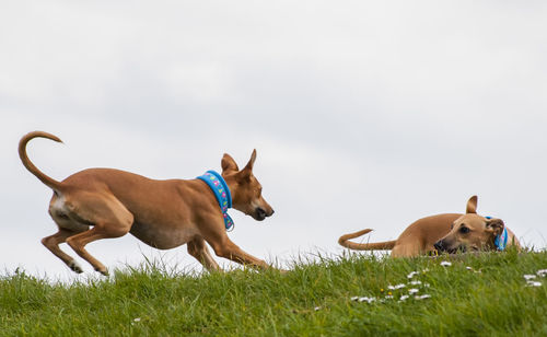 Dogs on field against clear sky