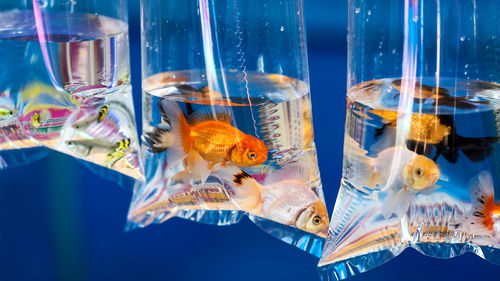 Fish swimming in sea