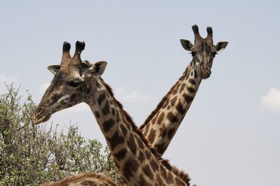 Low angle portrait of giraffe standing against sky