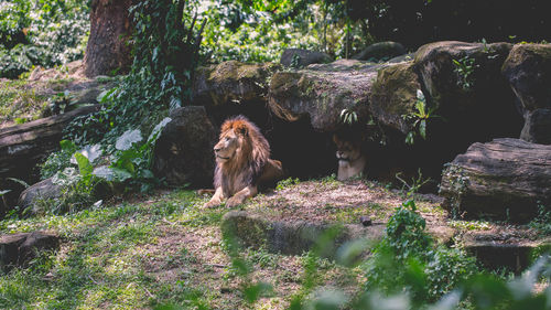 View of dog in forest