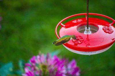 Hummingbird perching on bird feeder