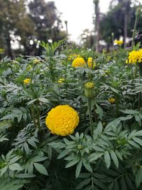 Close-up of yellow flowers blooming outdoors