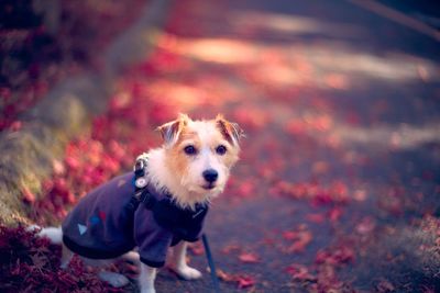 Portrait of dog running on street