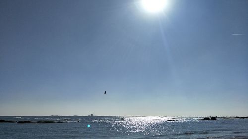 Birds flying over sea against clear sky