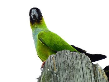 Low angle view of parrot perching on wood against clear sky