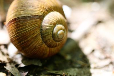 Close-up of snail