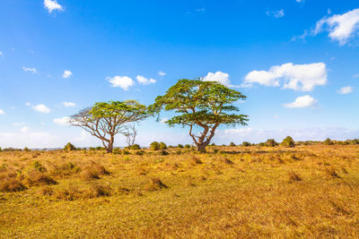 Trees on field against sky