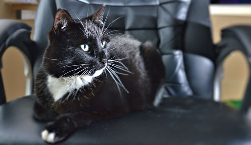 Close-up portrait of a cat at home