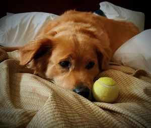 Close-up of dog sleeping on bed