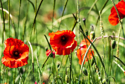 Close-up of red poppy flowers on field