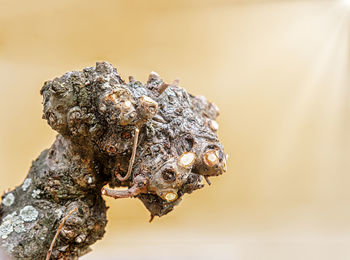 Close-up of insect on wood