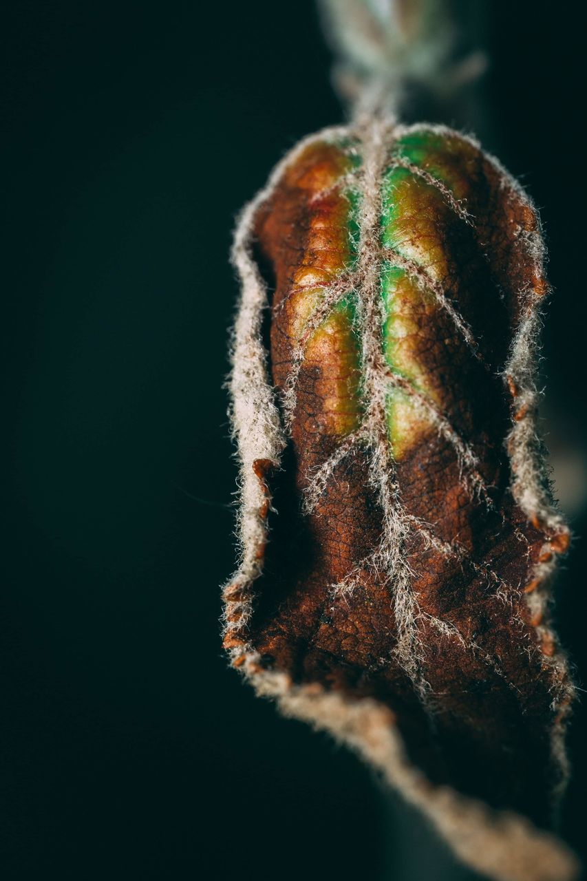 CLOSE-UP OF INSECT AGAINST BLACK BACKGROUND