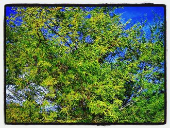 Low angle view of trees against blue sky