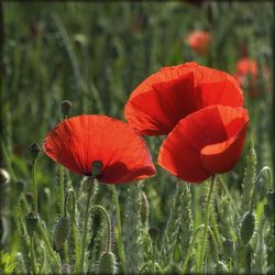 Close-up of poppy blooming on field
