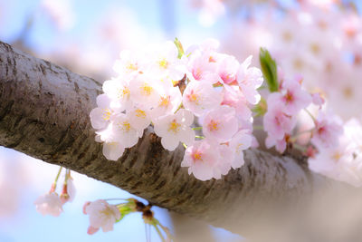 Close-up of pink cherry blossoms