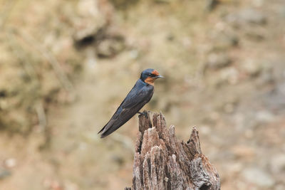 Close-up of bird perching on wood