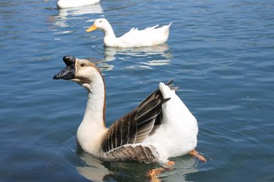 Close-up of duck swimming in lake