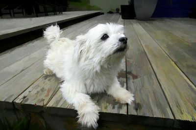 Close-up of white puppy