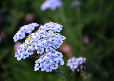 Close-up of purple flowering plant