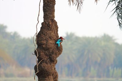 Bird perching on tree trunk against sky