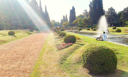 Panoramic view of grass and trees