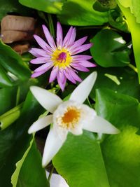 Close-up of purple flowering plant