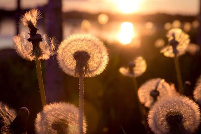 Close-up of dandelion flower