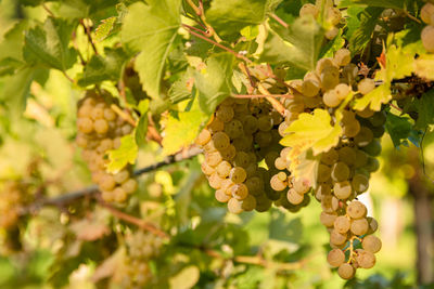 Close-up of grapes growing in vineyard