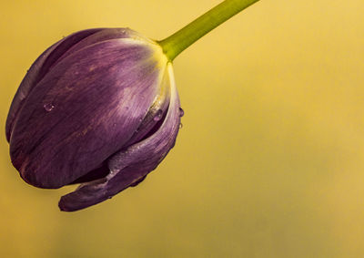 Close-up of wet purple tulip against yellow background
